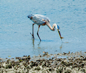 Heron going for the Biggest Catch of the Day