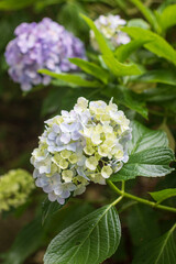日本の6月のアジサイ　伸びる白と水色の紫陽花　コピースペース有