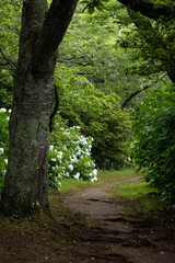 日本の6月のアジサイ　森の中の小路と紫陽花