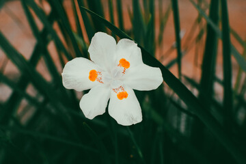 white flower on green background