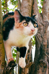 cat in the tree