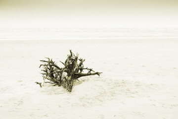 High key image of a dyeing tree root on sea beach, at Tajpur, West Bengal, India. Minimalistic...