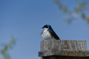 Tree Swallow on a Bird House