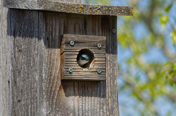 Tree Swallow in a Birdhouse