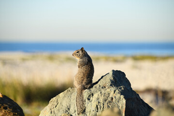 Squirrel by the Sea 