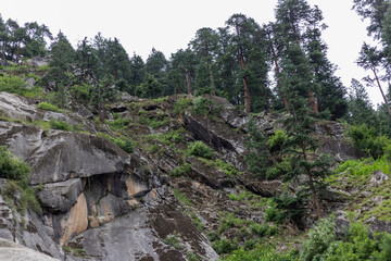 Fototapeta na wymiar Deodar forest in Kumrat valley, Pakistan