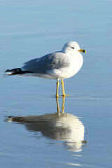 Ring-Billed Sea Gull Reflections