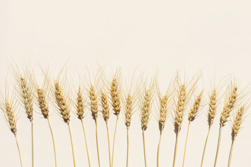 Flat lay with dry ears of wheat with awns on beige background with empty space. Top view ears of...