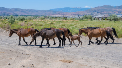 Wild Mustang Horse family with a new born Foal or Colt in the Nevada desert near Reno.