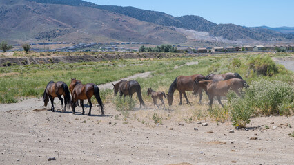 Wild Mustang Horse family with a new born Foal or Colt in the Nevada desert near Reno.