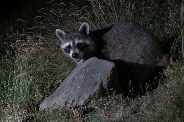 Raccoon foraging at night.