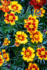bright fresh flowers marigolds in the garden