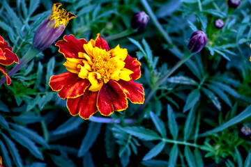 bright fresh flowers marigolds in the garden