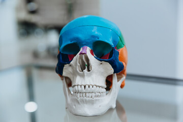 A human skull mannequin stands on a table.