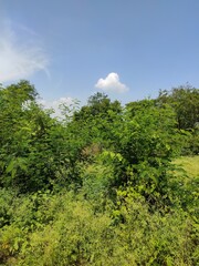 green forest and sky