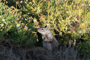 Ground Squirrel in the Flowers 