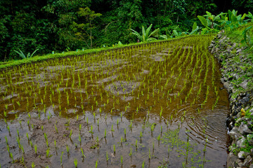 view of green rice fields in the countryside. West Java - Indonesia