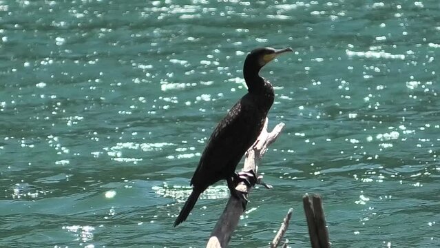 cormorano