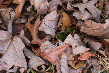 Dried Maple Leaves on Ground