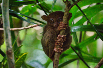 Tarsier primate in the rainforest of bohol in Philippines