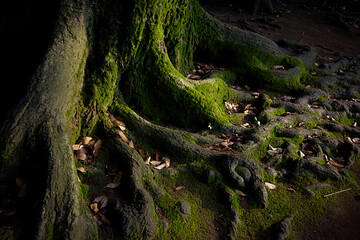 太い木の根っこの美しさ　植物　自然　苔　土　風景