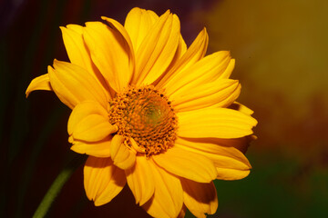 Yellow flower blossom close up botanical background heliopsis helianthoides family compositae big size metal prints high quality nature pictures
