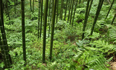 Naklejka na ściany i meble bamboo forest