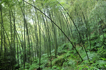 Fototapeta na wymiar sun shining through the bamboo forest