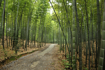 Fototapeta na wymiar sun shining through the bamboo forest