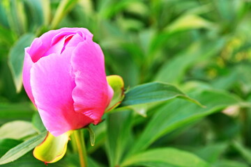 an unopened rosebud of a pink peony close up in garden on green background