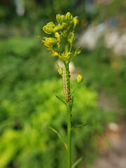 beet armyworm injured on green mustard flower in VietNam.