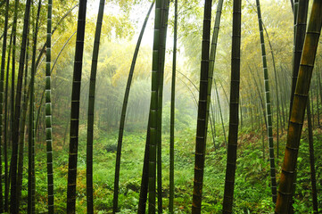 sunlight through the bamboo forest in rain
