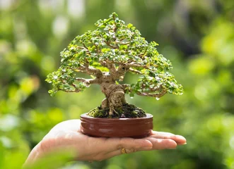 Wandcirkels aluminium Asian woman's hand holding a little bonsai plant that is growing in a brown pot in a natural setting that is highlighted by the sun's orange rising rays. planting bonsai trees in a garden © iHumnoi