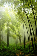 Fototapeta na wymiar sunlight through the bamboo forest in rain