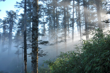 morning mist and sun ray in the forest