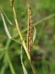 green mustard pods dry or Black Mustard Seed