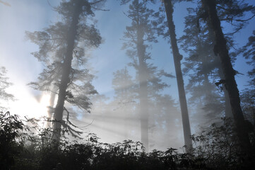 Fototapeta na wymiar morning mist and sun ray in the forest