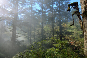 morning mist and sun ray in the forest
