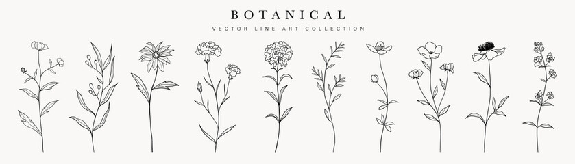 Wild flowers vector collection.  herbs, herbaceous flowering plants, blooming flowers, subshrubs isolated on white background. Hand drawn detailed botanical vector illustration. - obrazy, fototapety, plakaty
