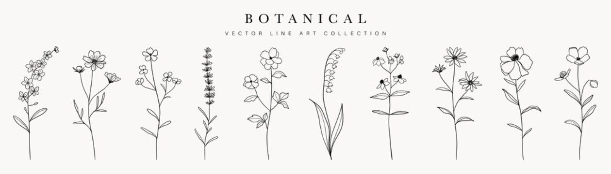 Wild flowers vector collection.  herbs, herbaceous flowering plants, blooming flowers, subshrubs isolated on white background. Hand drawn detailed botanical vector illustration.
