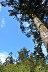 Fototapeta premium trees and sky
