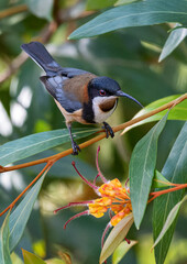 Eastern Spinebill