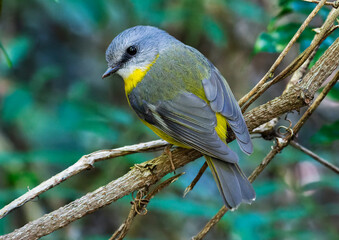 Eastern Yellow Robin