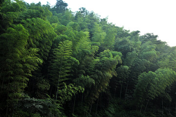 bamboo forest