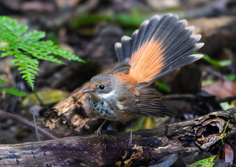 Rufous Fantail