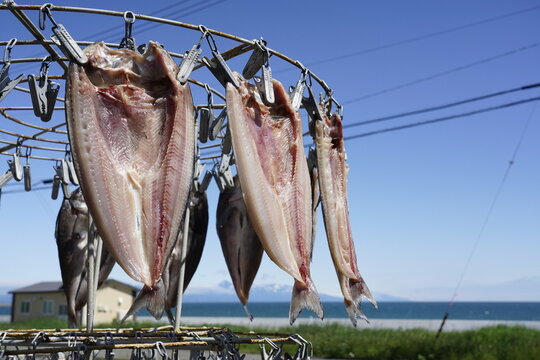 Hokkaido,Japan - June 21, 2022: Dried Atka mackerel on revolving fish dry machine
