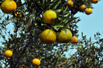 Orange tree