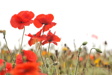 red poppy flower