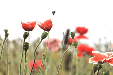 Obraz premium red poppy flower