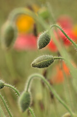 red poppy flower